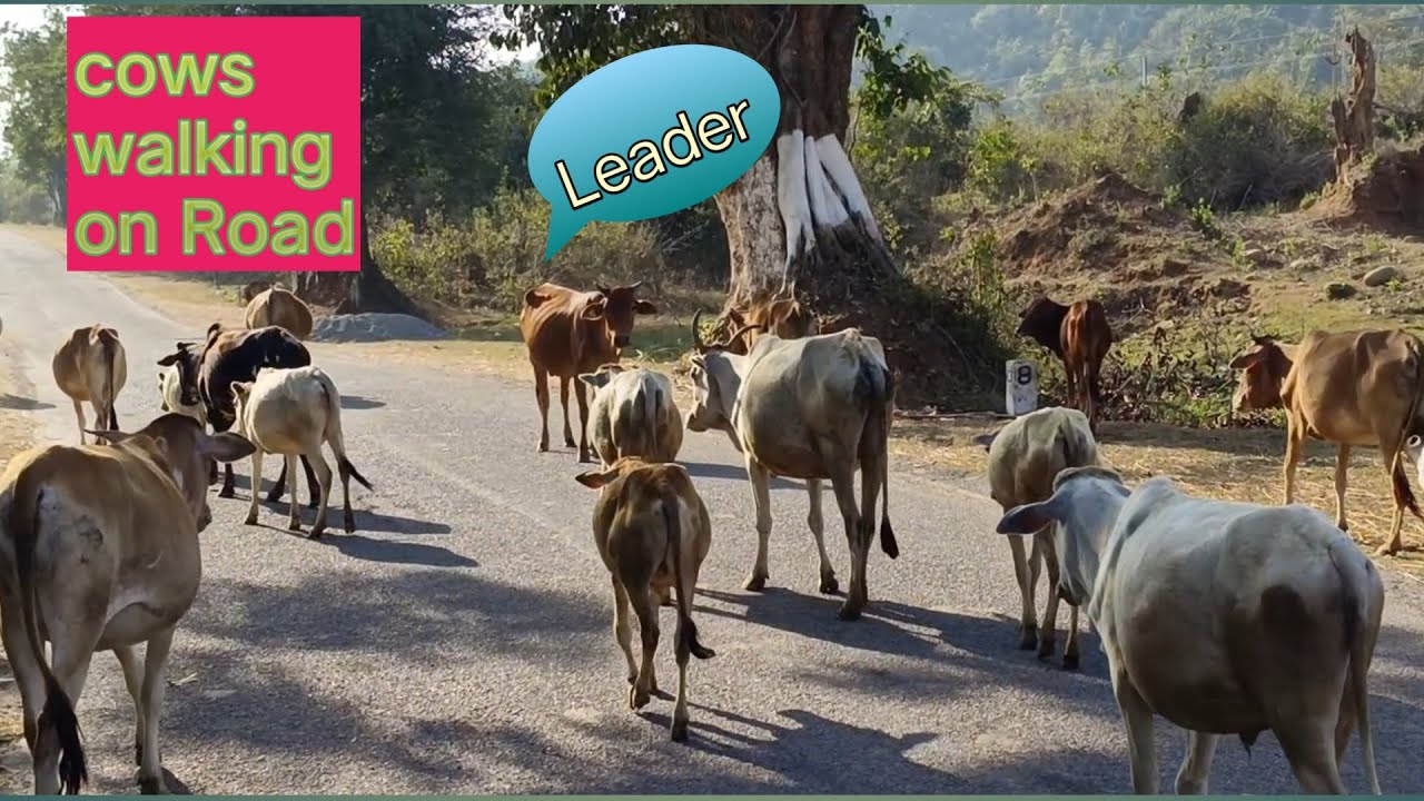 cow videos | cow walking on road | cow funny videos | kids cow videos ...