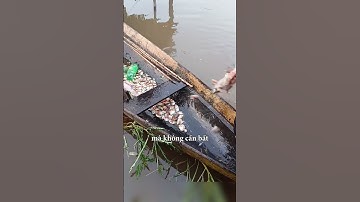 Cách câu cá không ai bắt chước được #shorts