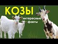 Козы. Интересные факты #shorts