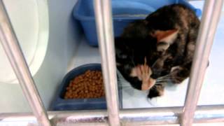 Available cats on September 2nd by Pinellas County Animal Services 770 views 8 years ago 3 minutes, 53 seconds