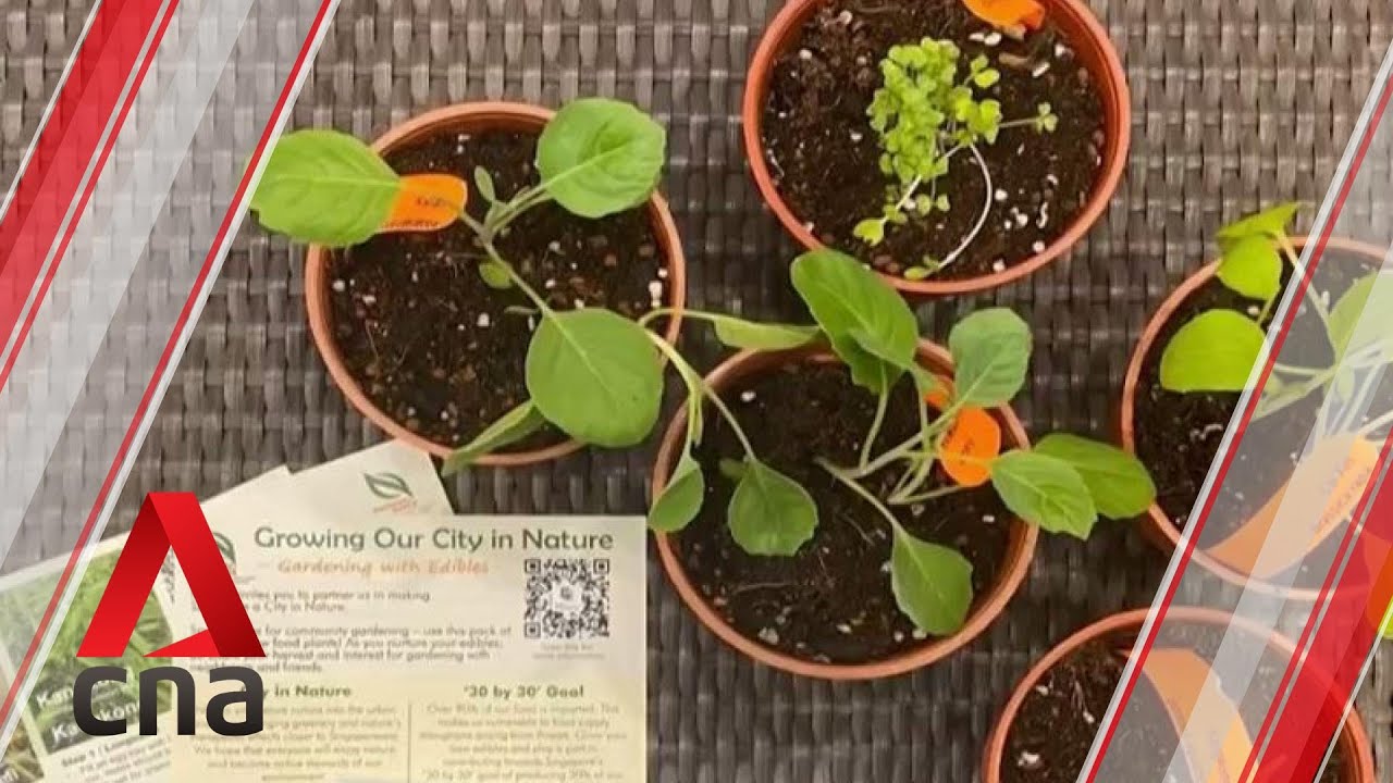 Households can register to receive free vegetable seeds - YouTube