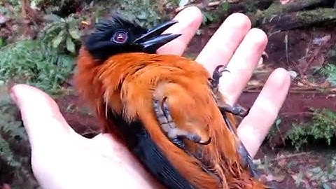 Memegang burung Pitohui berkerudung beracun