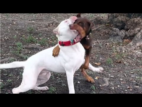 Doberman attack on dogo Argentino 🔥😱