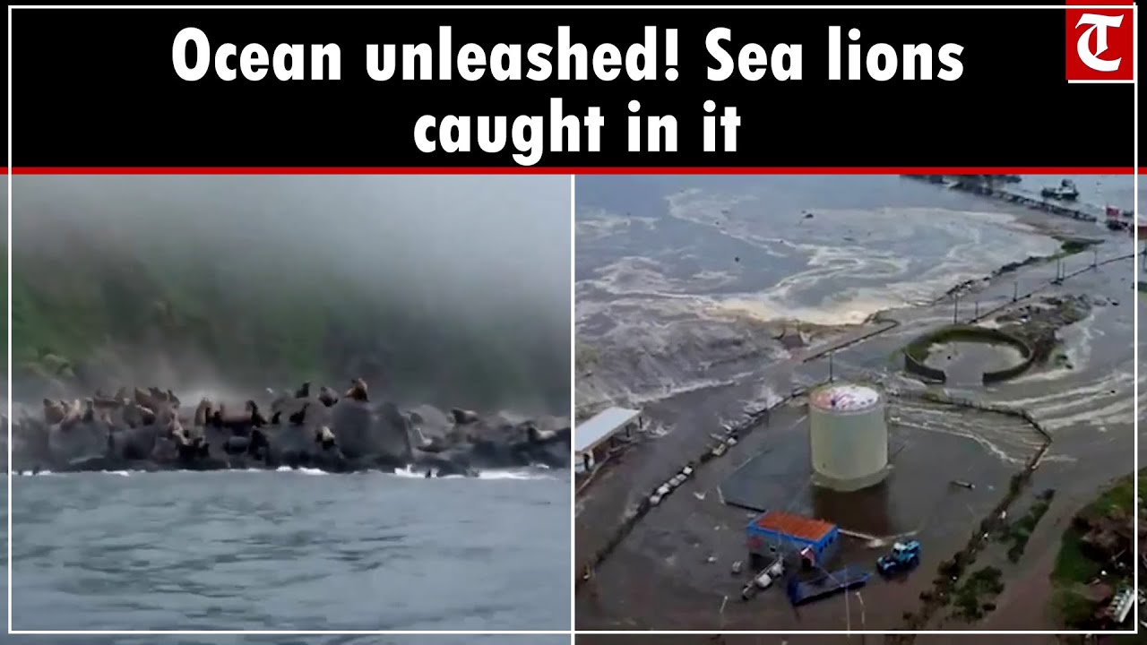 Tsunami Ripples? Watch panicked sea lions dive in shifting Pacific
