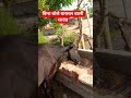 #cow #gau Gau Seva karna Sahi Dharm hai#bhaktibhajan #viralvideo #viralreels #viralshorts ##animals