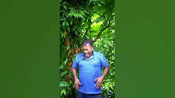 Meet The Bilimbi Man Sour King Of The Village 