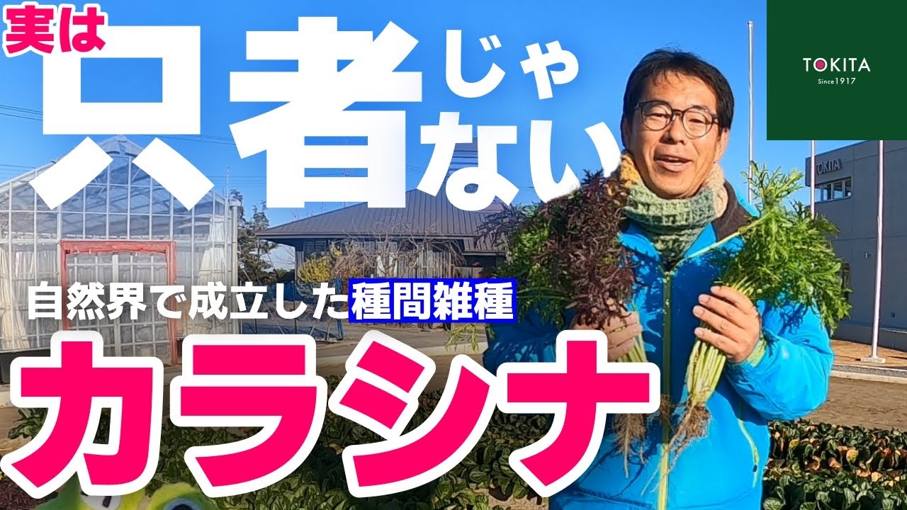 【両方の性質を併せ持つ】レア野菜！？美味くて強いカラシナの知られざる成り立ち【U-トライアングル】