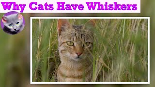 Uncovering 22 Fascinating Reasons Why Cat Have Whiskers 🐾 by Pretty Purrfect Cat Facts 133 views 9 months ago 3 minutes, 33 seconds