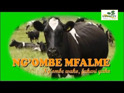 NG OMBE MFALME BAN CONSTRUCTION FEEDING WORMS CLEANLINESS EPISODE 