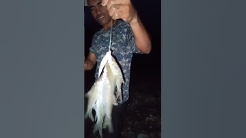 Panen strek ikan jurung@awifishinhaceh