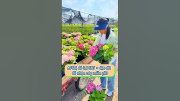 Tặng miễn phí mỗi quý anh chị 2 cây hoa cẩm tú cầu trồng trải nghiệm nhân dịp khai trương nhà vườn