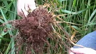 Como Fazer O Enrraizador Mais Poderos0 Usando Apenas Erva Daninha.