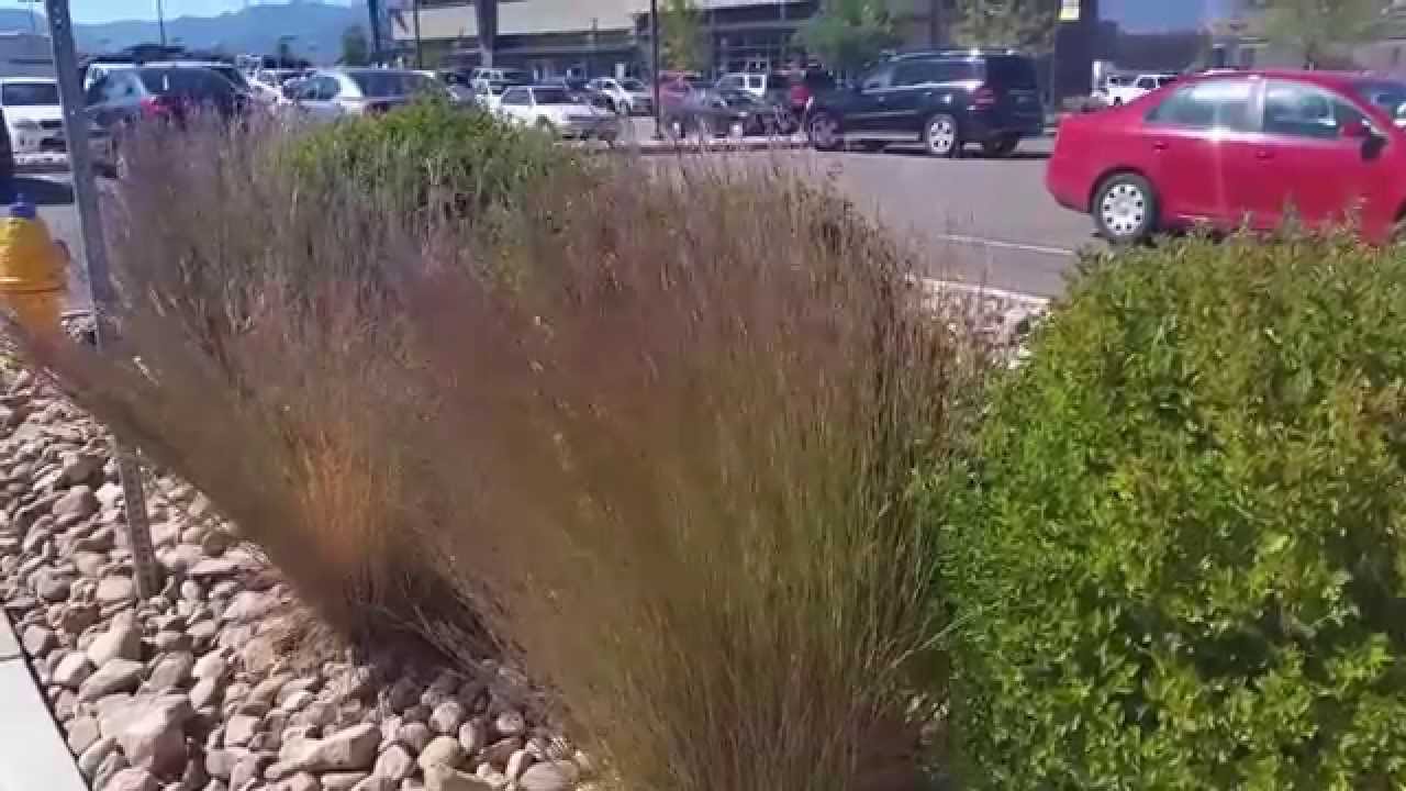 Little Bluestem, a Fantastic Ornamental Grass for Colorado YouTube