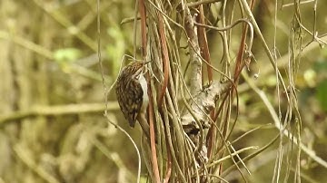 Tree Creeper nesting