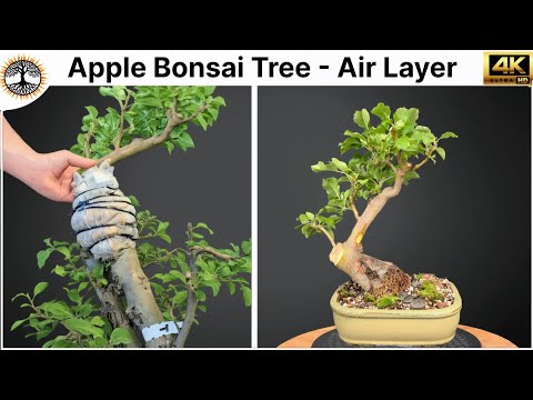 Apple Bonsai Tree - Air Layer