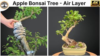 Apple Bonsai Tree - Air Layer