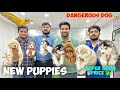 Super good puppies  cheapest price pet shop  pure breed dogs  hyderabad