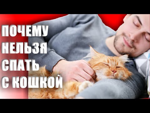 ПОЧЕМУ НЕЛЬЗЯ СПАТЬ С КОШКОЙ НИ В КОЕМ СЛУЧАЕ КОПЕНГАГЕНСКИЕ ИССЛЕДОВАНИЯ