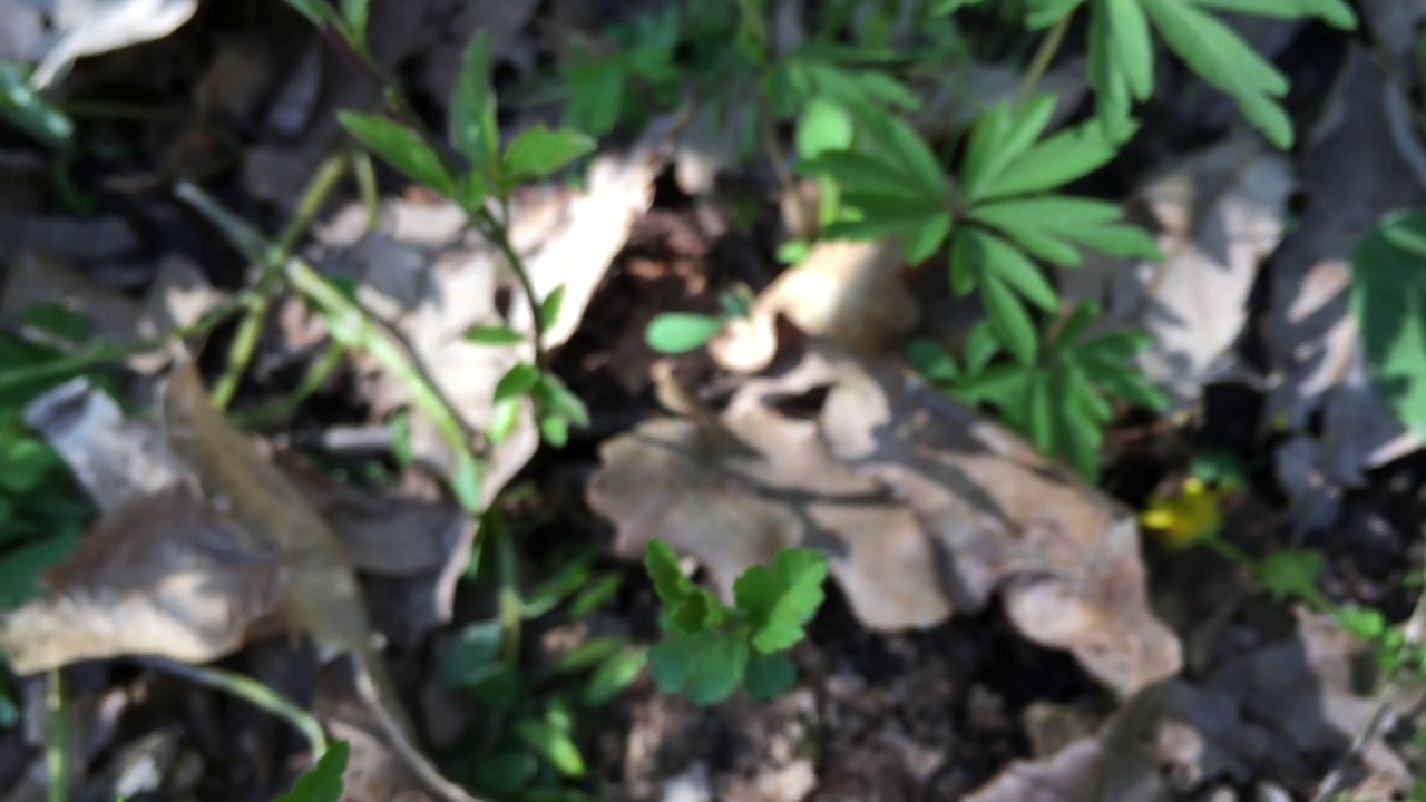 Я ДУХОМ БОГИВ