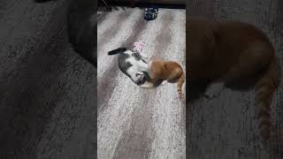 Abi Yok Böyle Bisey Hicmi Anlayamazlar