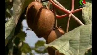 Algerie,Blida le renouveau agricole