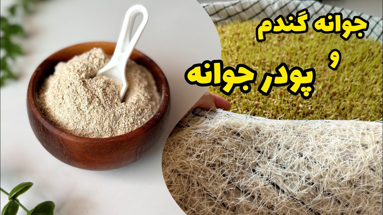 طرزتهیه پودر و جوانه گندم/آموزش جوانه گندم/آرد جوانه گندم/آموزش پودر جوانه گندم/بدون کپک زدن