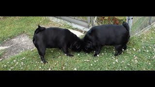 5 Quality Minutes   Meeting Two Beautiful Black Pug Dogs :)