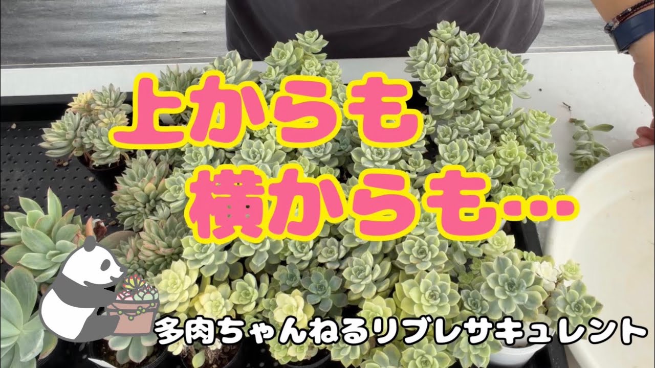 Succulents] Watch out from above and from the side - YouTube