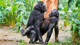 Quando A Natureza Chama - O Poder Bruto Do Acasalamento De Animais
