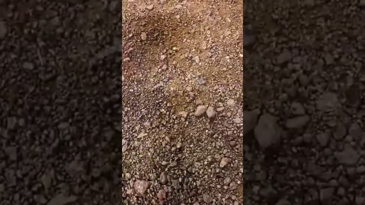 الشيعة في حائل (المشاهدة)