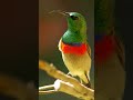 Cool Collared Sunbird