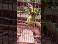 Parrot Bathing Time
