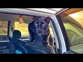 Checked the swamps and dead forest with Luna the panther 🌲🐆(ENG SUB)