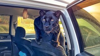 картинка: Проверили болота и мертвый лес с пантерой Луной 🌲🐆