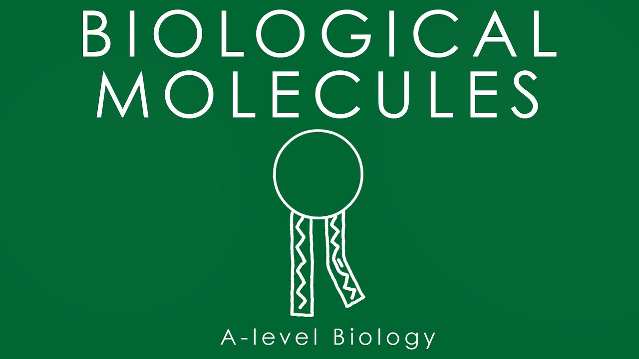 БИОЛОГИЧЕСКИЕ МОЛЕКУЛЫ - Биология уровня A