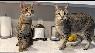 F2 Savannah Cats Purring And Crunching