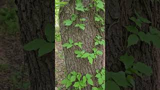 Identify poison ivy   #poisonivy
