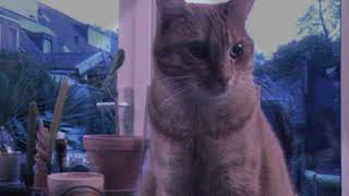 Kat dance feest screenshot 4