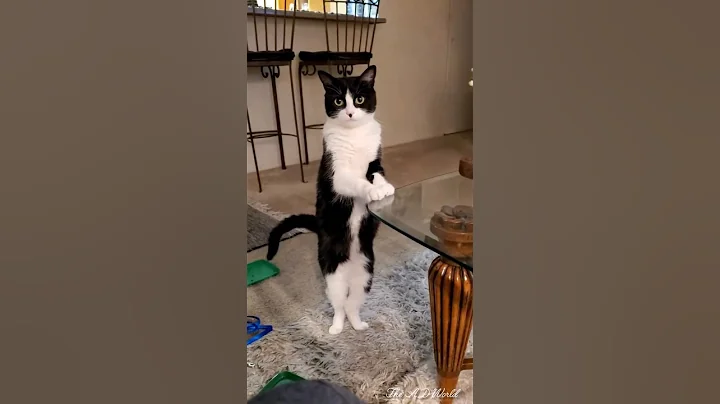 funny cats videos 🤣 #cat #trending #shorts