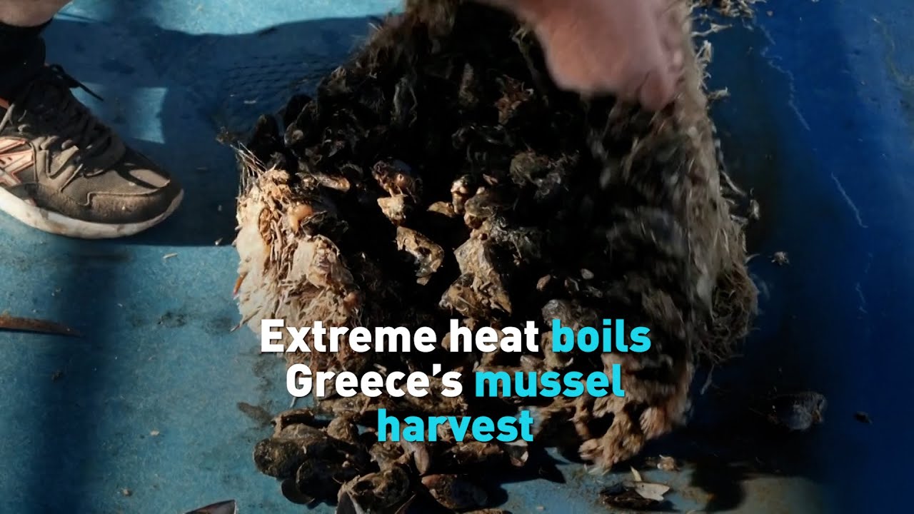 Extreme heat destroys Greece’s mussel harvest
