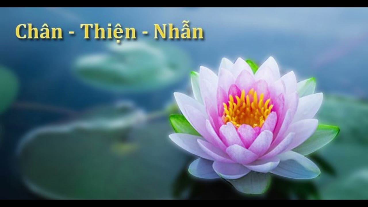 Tuyển tập các bài chia sẻ tu luyện Chính Pháp