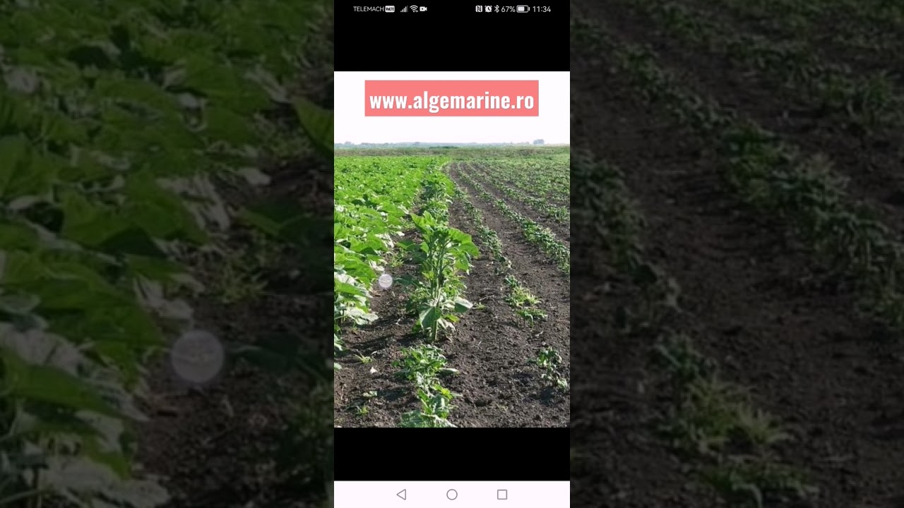 ingrasamant din alge marine brune pe florea soarelui-rezultate 