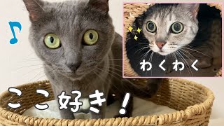 ハムとマロの誕生日プレゼントを開封します！