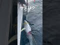 サメ被害！　50kg超え！キハダマグロ釣り　#釣り　#大物釣り #船釣り #マグロ釣り #浜鈴丸 #ビーストマスター