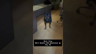 Mini Vlog 28: Rottweiler Bubzee Ka Huya Baddie Dogo Argentino Se Aamna Saamna #shorts #dogs #trend