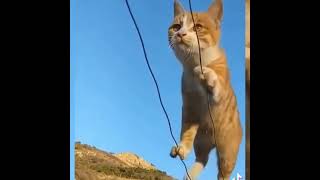 13Günstigste Therapiemethode Für Göbels-Zuchtkindern Ist Gratis-Flat In Ukraine-Aufbau Arrrrbeiten