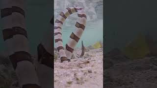 A poisonous banded sea snake hunting | #shorts
