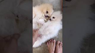 মামা, ভাগ্নের খেলা 🥰 #dog #pets #shorts