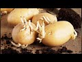 आलू की वैज्ञानिक खेती ज़बरदस्त उत्पादन इस प्रकार करें  Modern Potato Farming