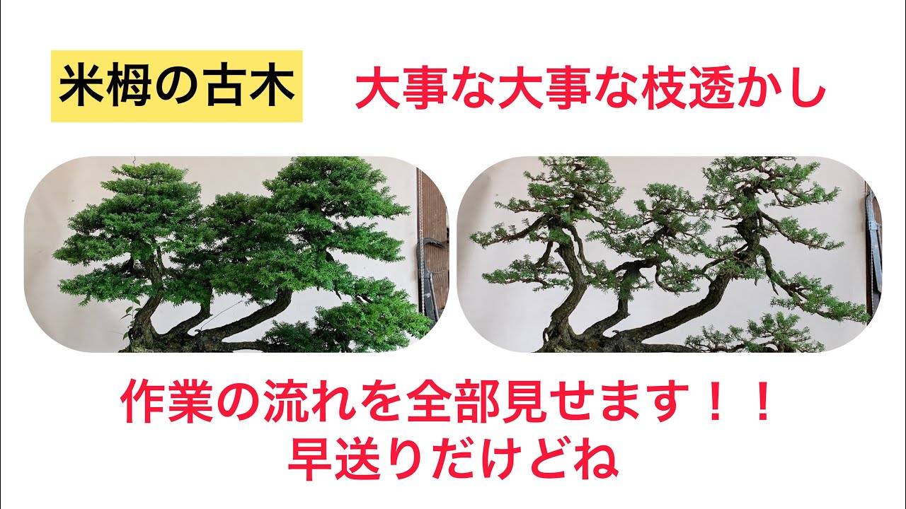 盆栽 展示会を終えて、米栂の古木を思い切り透かします。 - YouTube